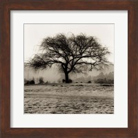 Framed Willow Tree