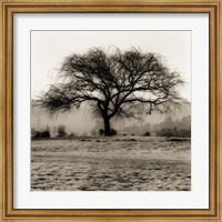 Framed Willow Tree