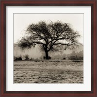 Framed Willow Tree