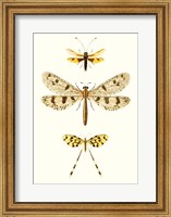 Framed Entomology Series I