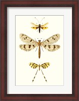 Framed Entomology Series I