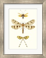 Framed Entomology Series I