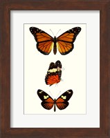 Framed Entomology Series II