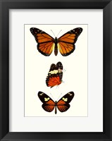 Framed Entomology Series II