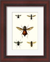 Framed Entomology Series III