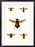 Framed Entomology Series III