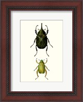 Framed Entomology Series IV