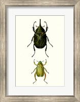 Framed Entomology Series IV