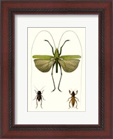 Framed Entomology Series V