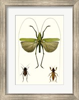 Framed Entomology Series V