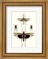 Framed Entomology Series VI