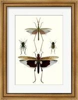 Framed Entomology Series VI