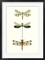 Framed Entomology Series VII