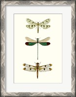 Framed Entomology Series VII