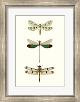 Framed Entomology Series VII