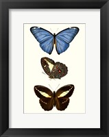 Framed Entomology Series VIII