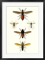 Framed Entomology Series IX
