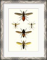 Framed Entomology Series IX