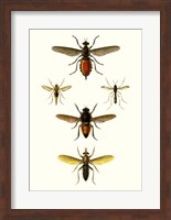 Framed Entomology Series IX