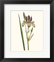 Framed Antique Iris I