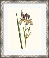 Framed Antique Iris I