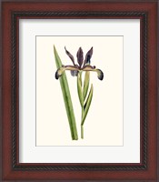 Framed Antique Iris III
