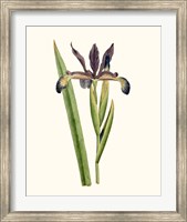 Framed Antique Iris III