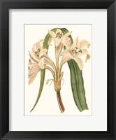 Framed Antique Amaryllis III