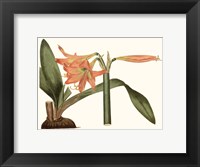 Framed Antique Amaryllis VII