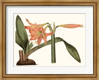 Framed Antique Amaryllis VII