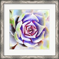 Framed Succulente II