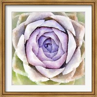 Framed Succulente IV