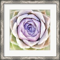 Framed Succulente IV