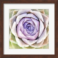 Framed Succulente IV