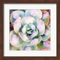 Framed Succulente V