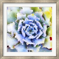 Framed Succulente VII