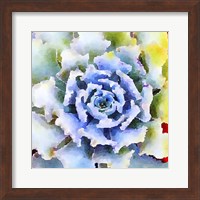 Framed Succulente VII