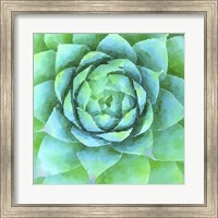 Framed Succulente X