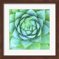 Framed Succulente X