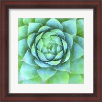 Framed Succulente X
