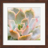 Framed Succulente XI