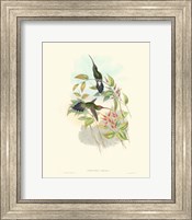 Framed Hummingbird Delight I