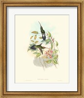 Framed Hummingbird Delight I