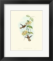 Framed Hummingbird Delight II