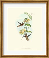 Framed Hummingbird Delight II