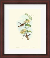 Framed Hummingbird Delight II