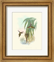 Framed Hummingbird Delight III