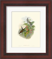 Framed Hummingbird Delight IV