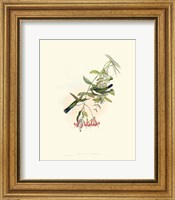 Framed Hummingbird Delight V