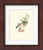 Framed Hummingbird Delight V